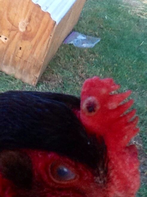  this is the same girl on both sides she's 31 weeks no eggs. The other two reds are at the puss strange turning into blood. Is there a reason my 7 other hens and Roo are fine
